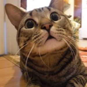 Meet your Posher, Carol